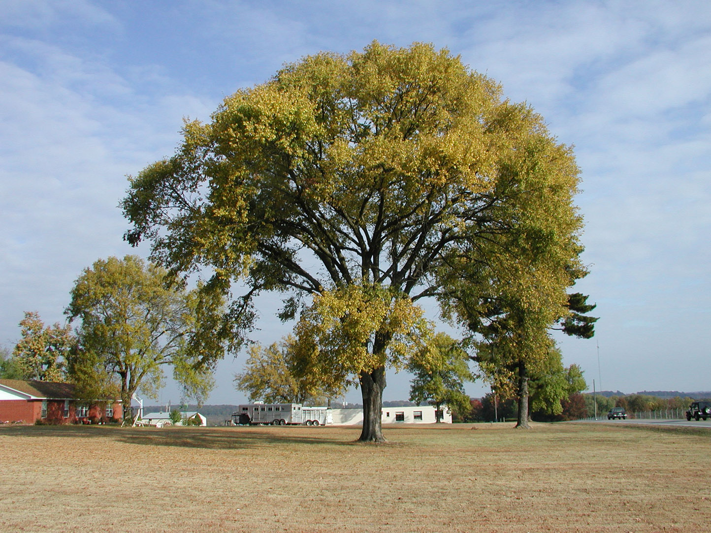 ulmus-americana-american-elm-princeton-elm-wk-42-2015